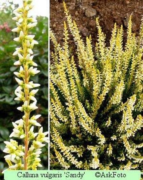 Calluna vulgaris GARDEN GIRLS SANDY