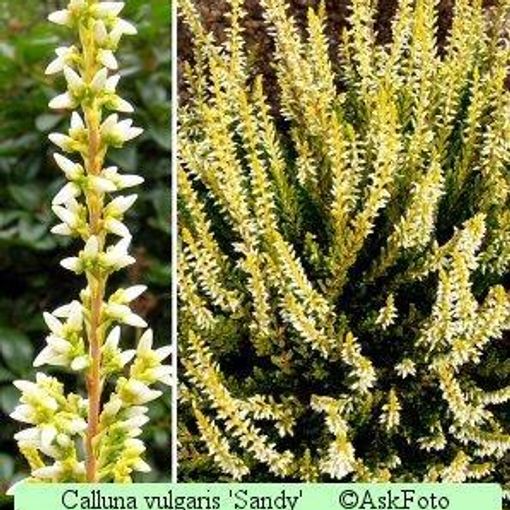 Calluna vulgaris GARDEN GIRLS SANDY