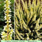 Calluna vulgaris GARDEN GIRLS SANDY