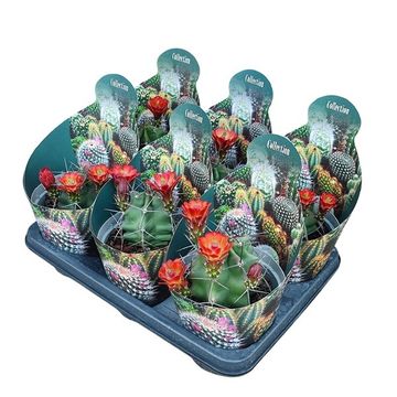 Echinocereus triglochidiatus