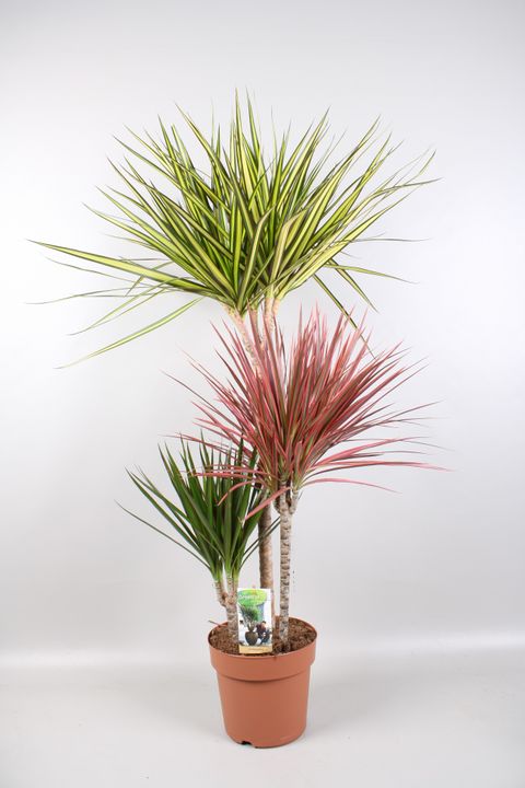 Dracaena MIX IN POT
