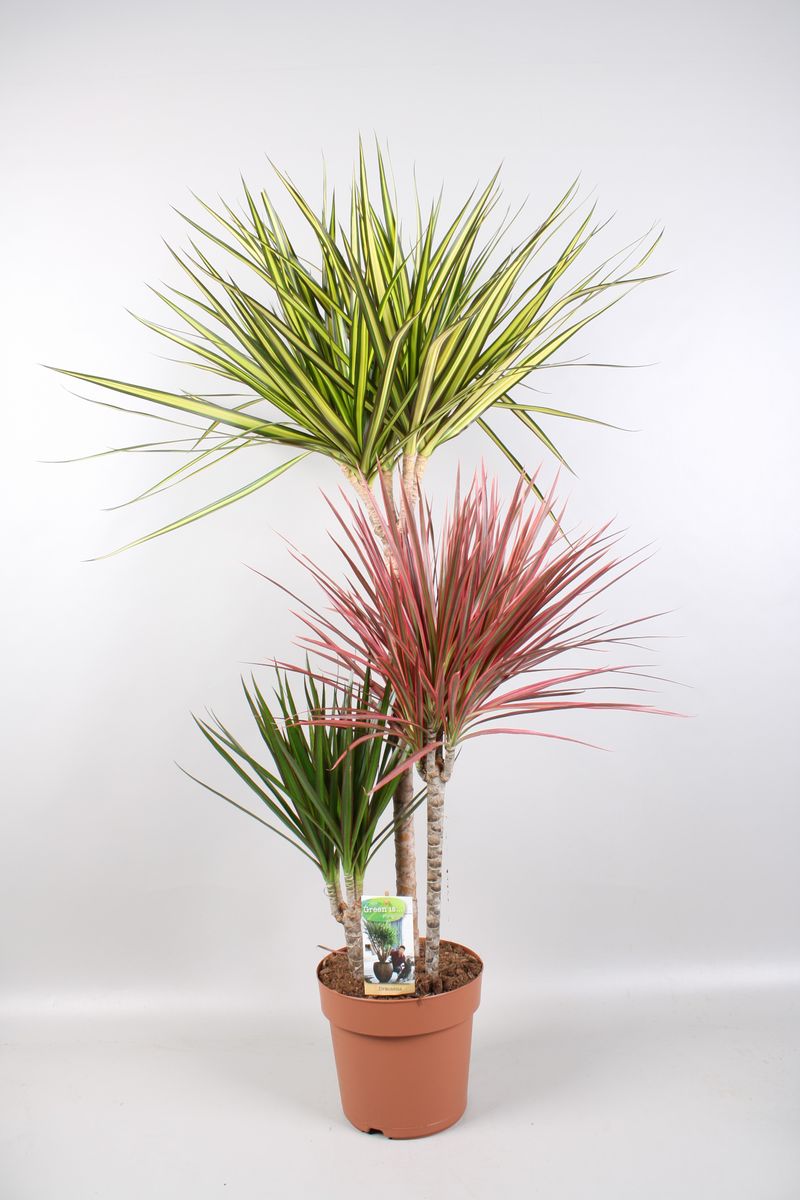 Dracaena MIX IN POT  Pflanzengrohandel FlorAccess