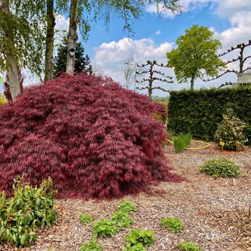 Acer palmatum 'Garnet'