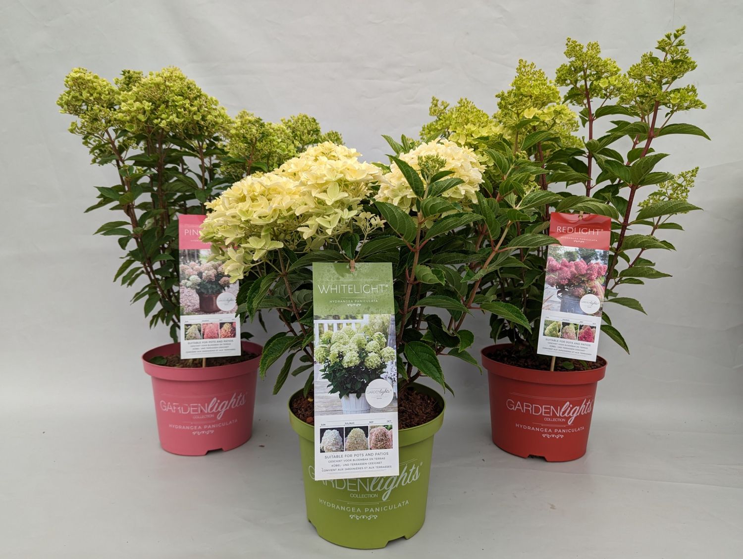 Hydrangea paniculata MIX — Groothandel in planten FlorAccess
