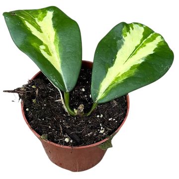 Hoya diversifolia 'Maharani'