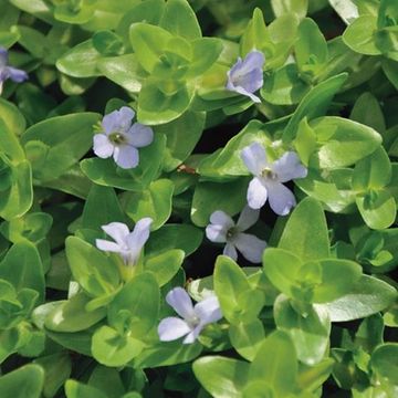 Bacopa caroliniana
