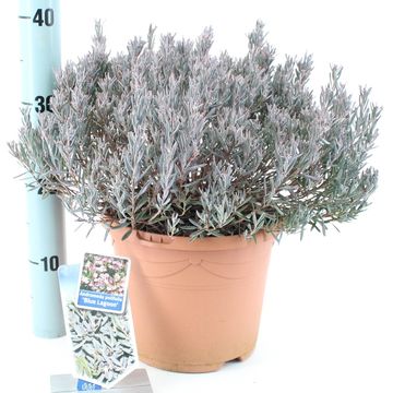 Andromeda polifolia 'Blue Lagoon'