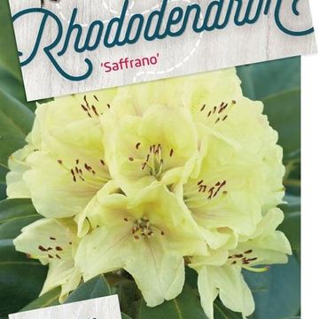 Rhododendron 'Saffrano'