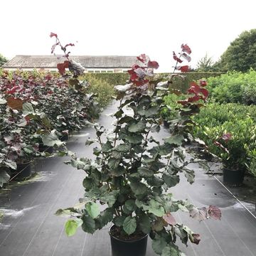 Corylus 'Rode Zellernoot'
