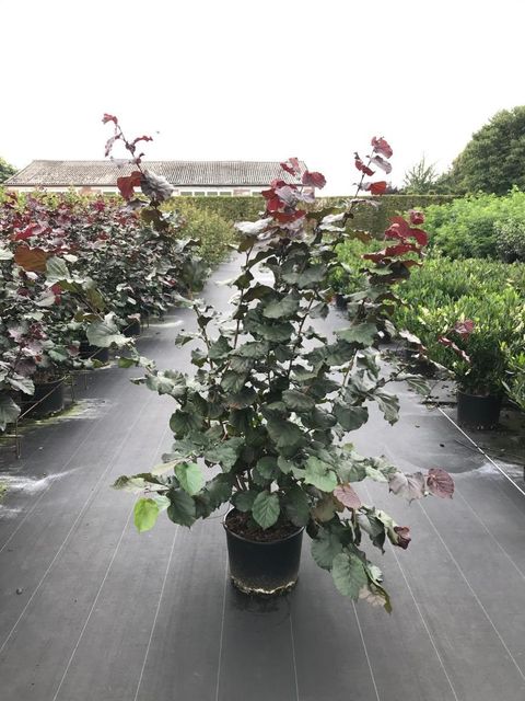 Corylus 'Rode Zellernoot'