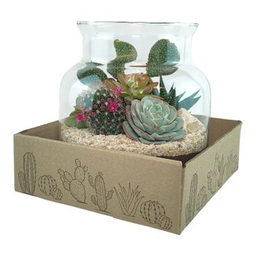 Kомпозиции Cactus / Succulent