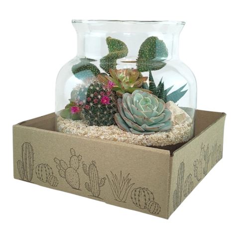 Kомпозиции Cactus / Succulent