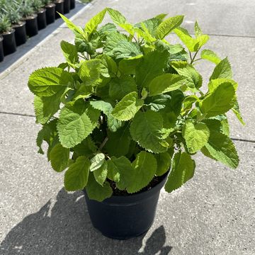 Hydrangea arborescens 'Annabelle'