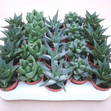 Haworthia MIX