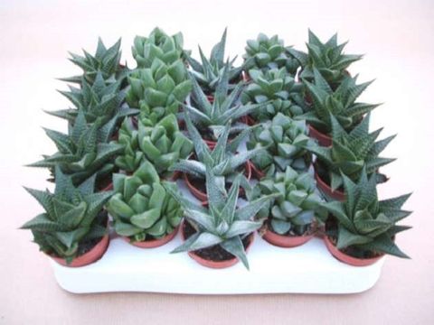 Haworthia MIX