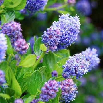 Ceanothus x delilianus 'Henri Défossé'