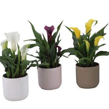 Zantedeschia MIX
