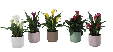 Zantedeschia MIX