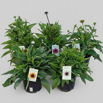 Echinacea MIX