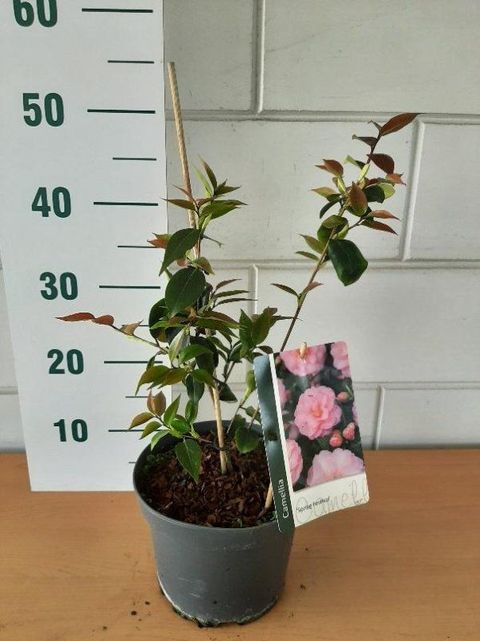 Camellia 'Spring Festival'