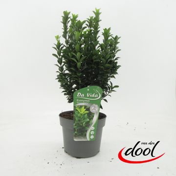 Euonymus japonicus 'Green Spire'