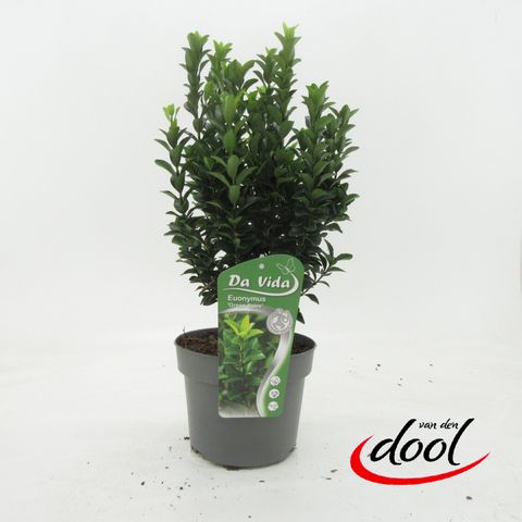 Euonymus japonicus 'Green Spire'