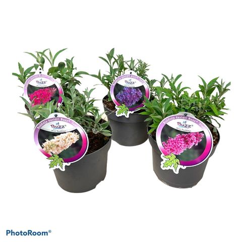 Buddleja davidii MIX