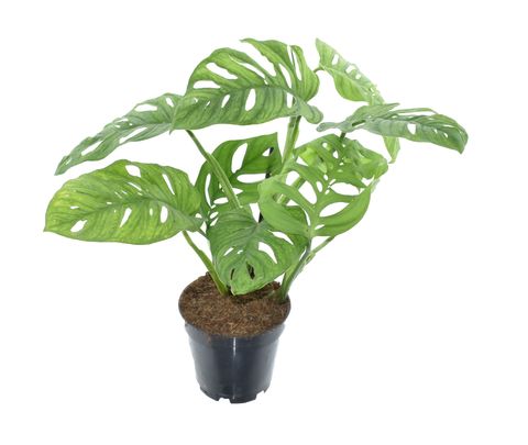 Monstera epipremnoides 'Esqueleto'