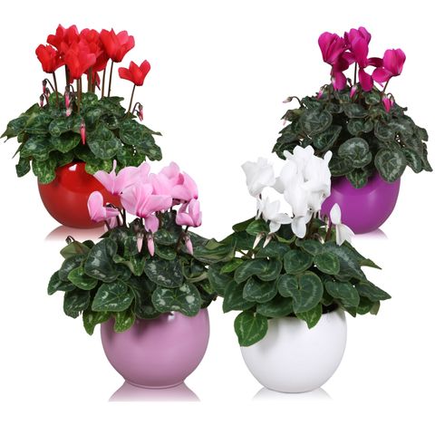 Cyclamen persicum SUPER SERIE S ALLURE MIX