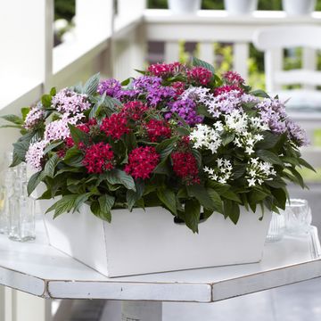 Pentas lanceolata 'Graffiti Violet'