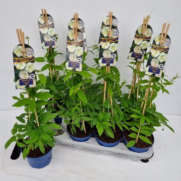 Cobaea scandens 'Alba'