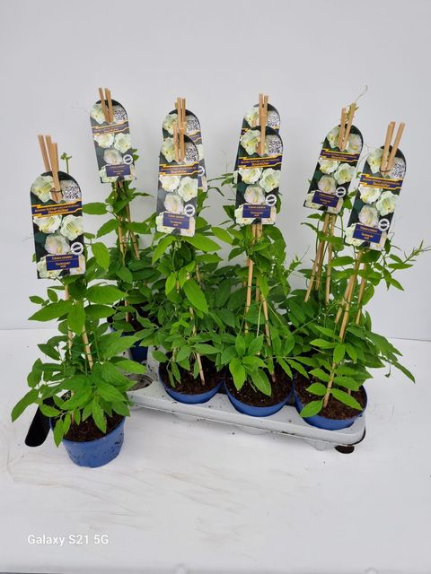 Cobaea scandens 'Alba'