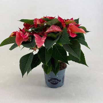 Euphorbia pulcherrima FANTASY STAR PINK