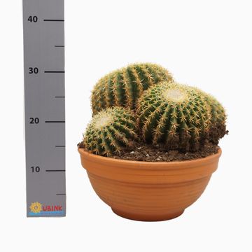 Echinocactus grusonii brevispinus