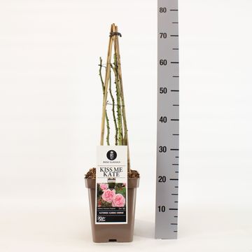 Rosa KISS ME KATE