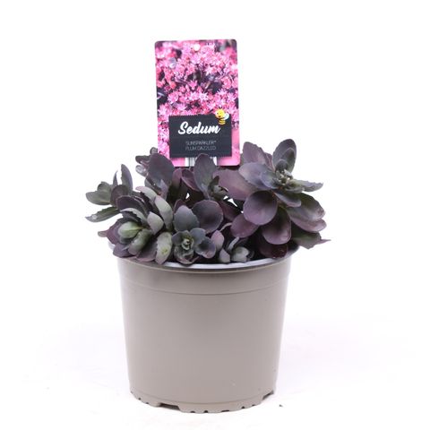 Sedum SUNSPARKLER PLUM DAZZLED