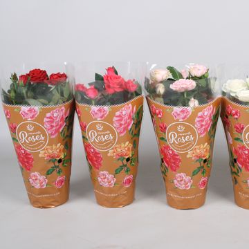 Rosa FAVOURITE ROSES MIX