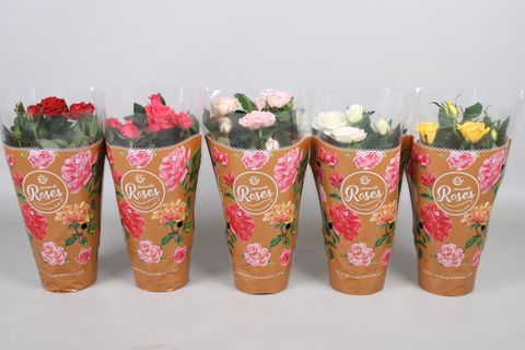 Rosa FAVOURITE ROSES MIX