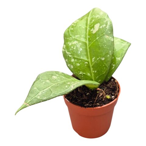 Hoya verticillata 'Lampung'