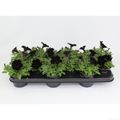 Petunia SWEETUNIA BLACK SATIN