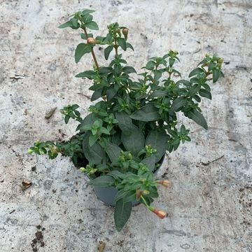 Fuchsia 'Lady Thumb'