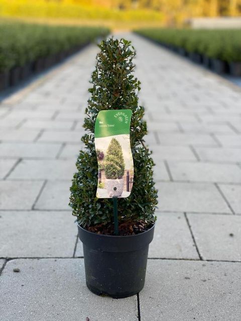 Ilex crenata 'Stokes'