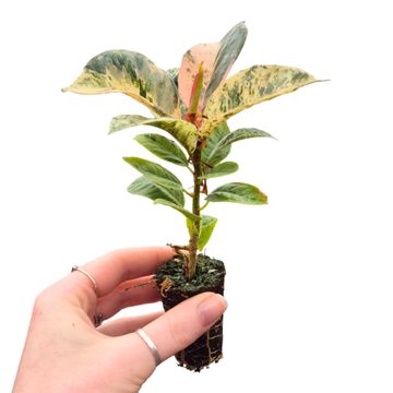 Ficus elastica 'Shivereana Moonshine'