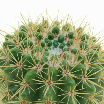 Notocactus mammulosus