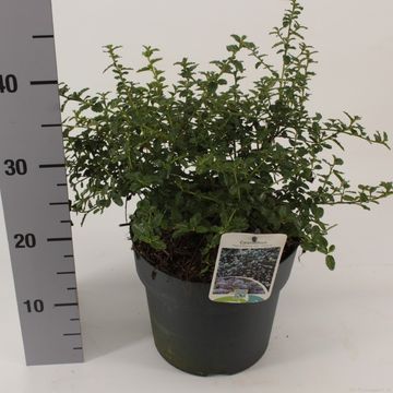 Ceanothus thyrsiflorus repens