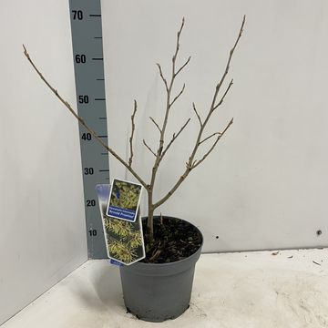 Hamamelis x intermedia 'Arnold Promise'