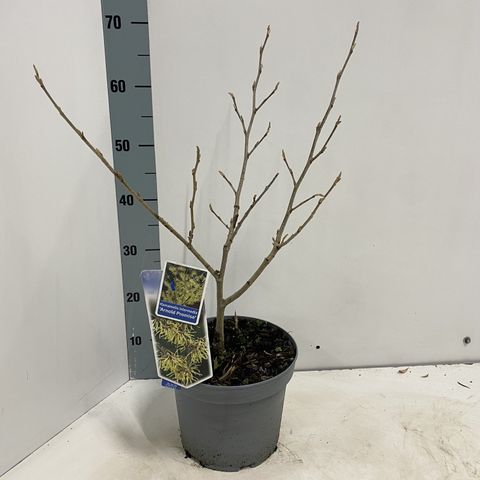 Hamamelis x intermedia 'Arnold Promise'