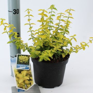 Euonymus fortunei GOLDY
