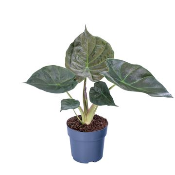Alocasia wentii