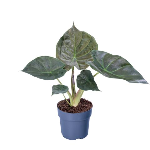 Alocasia wentii